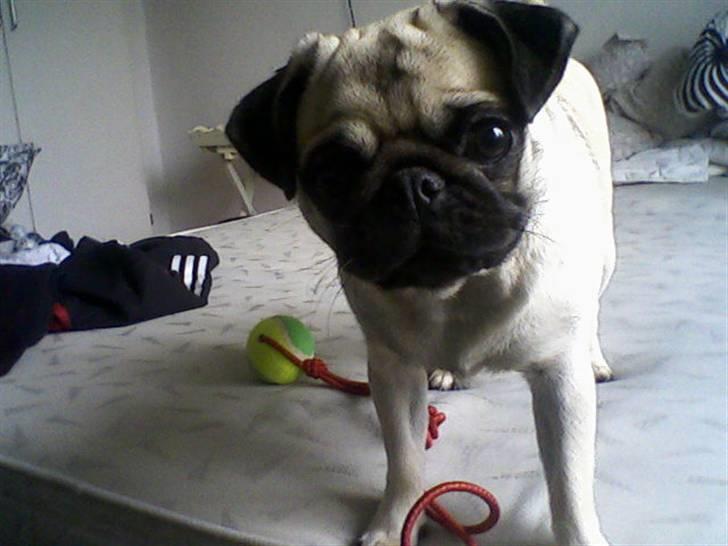 Mops Thila - Hejsa... :D billede 18