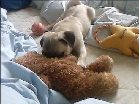 Mops Thila - Århhh dejlig bamse...  billede 19