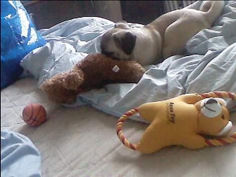 Mops Thila - Den er bare farlig... og stor.. :D billede 20