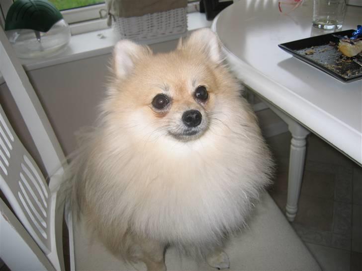Pomeranian Vesterborgs Armani billede 1