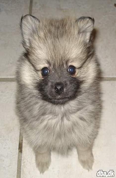 Pomeranian Vesterborgs Armani billede 2