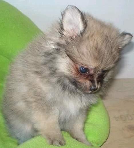 Pomeranian Vesterborgs Armani billede 3