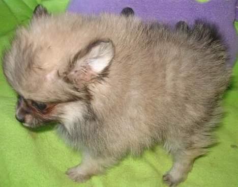 Pomeranian Vesterborgs Armani billede 4