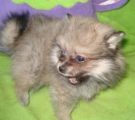 Pomeranian Vesterborgs Armani billede 5