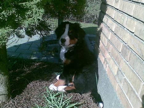 Berner sennenhund casmir billede 1