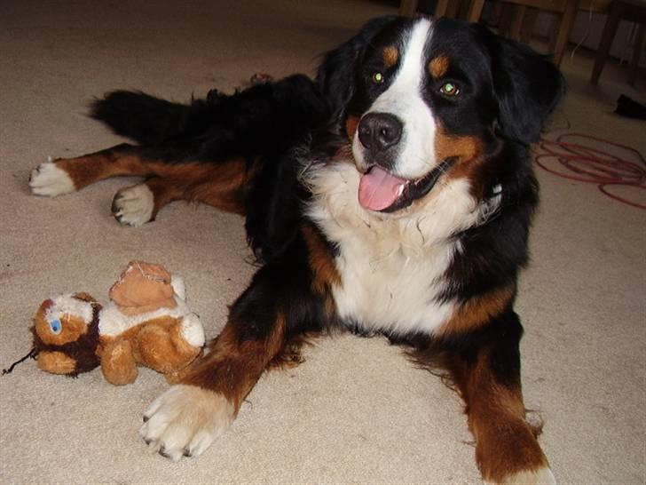 Berner sennenhund casmir billede 2