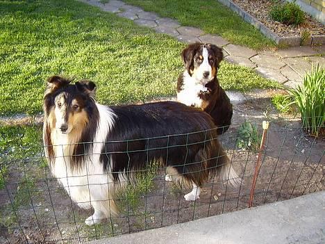 Berner sennenhund casmir billede 3