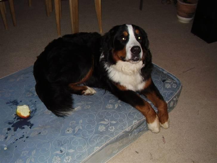 Berner sennenhund casmir - Min lille konge trone... For det er min madras... :)  billede 4