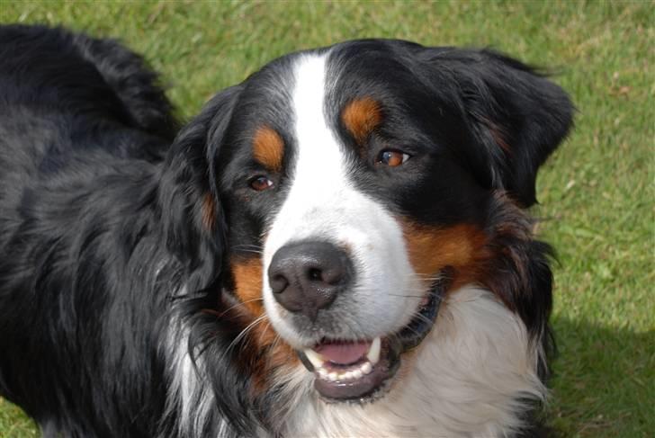 Berner sennenhund casmir billede 5