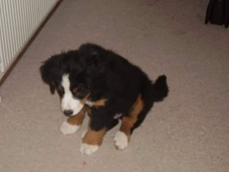 Berner sennenhund casmir billede 6