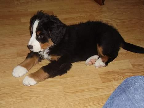 Berner sennenhund casmir billede 7