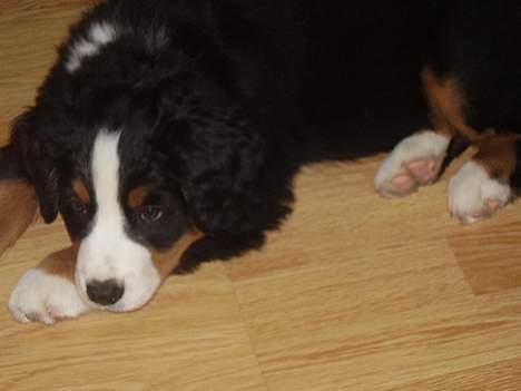 Berner sennenhund casmir billede 8