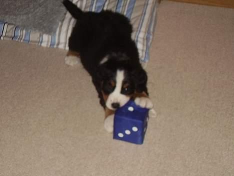 Berner sennenhund casmir billede 9