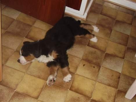 Berner sennenhund casmir billede 10