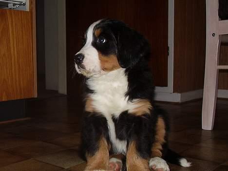 Berner sennenhund casmir billede 11