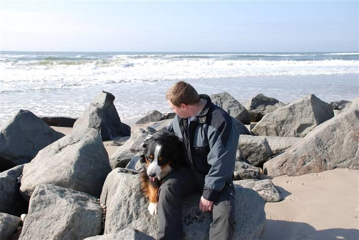 Berner sennenhund casmir billede 12