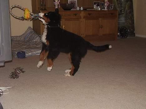 Berner sennenhund casmir billede 13