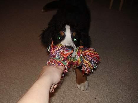 Berner sennenhund casmir billede 14