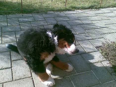 Berner sennenhund casmir billede 15