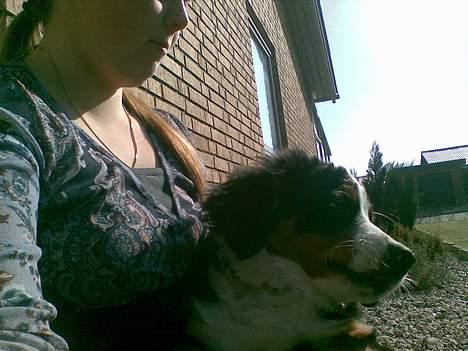 Berner sennenhund casmir billede 16