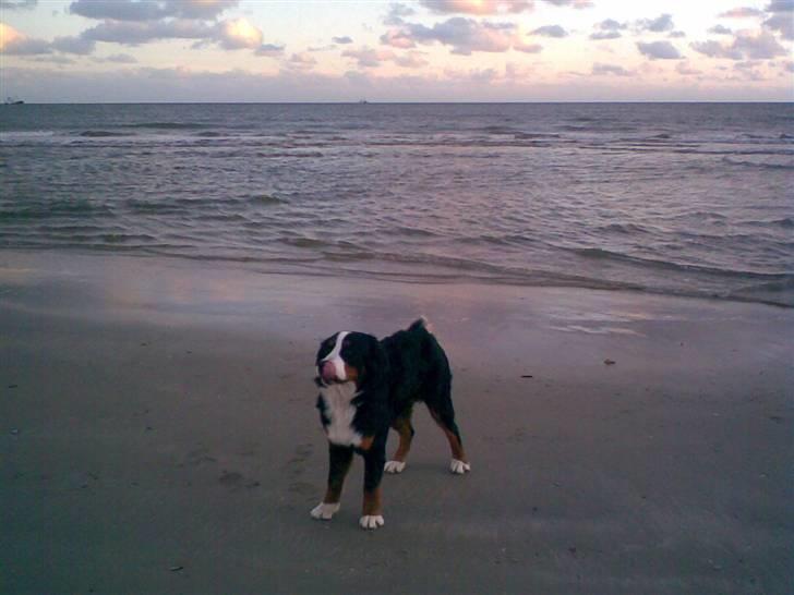 Berner sennenhund casmir - Det er bare så fedt at være hved vandet og lege... Bare ikke drikke vandet... puhe bader billede 17