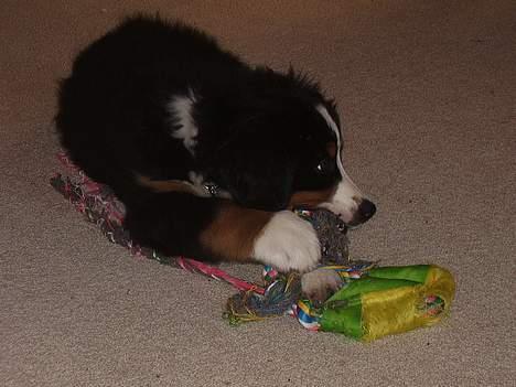 Berner sennenhund casmir billede 18