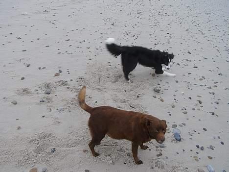 Australsk kelpie thilo - jeg har tagetSpot med i vores sommerhus ved Bjerregård, vi er på stranden billede 2