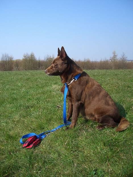 Australsk kelpie thilo - øv jeg gider ikke have sele på, det er kun fordi det er Catja der har mig med, så jeg venter her på min mor billede 3