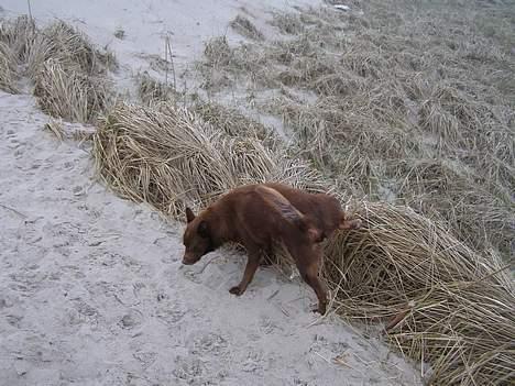 Australsk kelpie thilo - man kan jo blive tissetrængende, og dette er mit domæne billede 4
