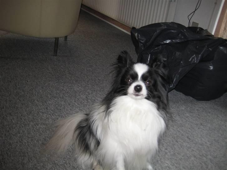 Papillon mikey - er jeg ikke dejlig jeg er 11 mdr, billede 1