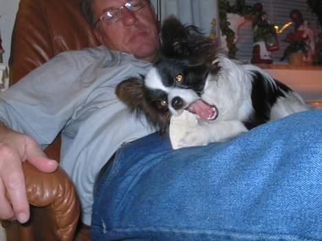 Papillon mikey - 6 mdr billede 2