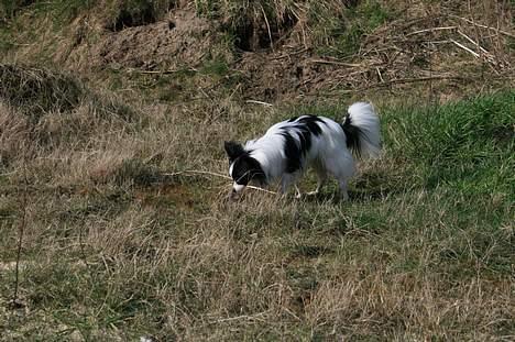 Papillon mikey - 10 mdr billede 3