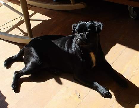 Blanding af racer Carla *mops/pudel* billede 17