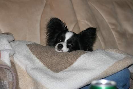 Papillon mikey - 10 mdr billede 4