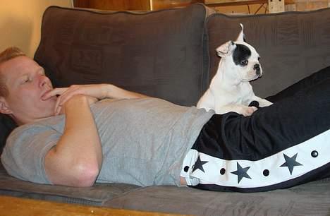 Fransk bulldog Cliff billede 12