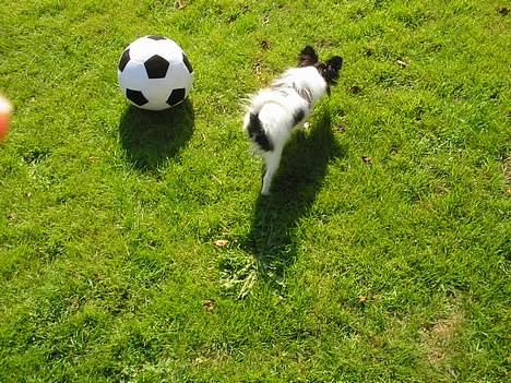 Papillon mikey - 4 mdr billede 5