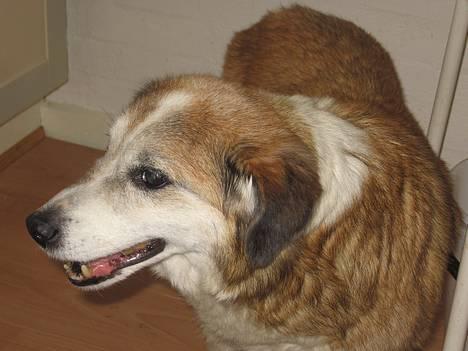 Blanding af racer Bobbi *død 27 April 07* - Den 15 April billede 11