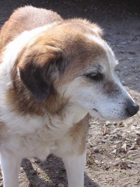 Blanding af racer Bobbi *død 27 April 07* - Den 15 April billede 12