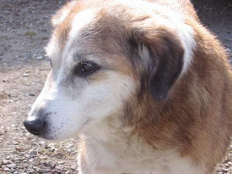 Blanding af racer Bobbi *død 27 April 07* - Den 15 April billede 13