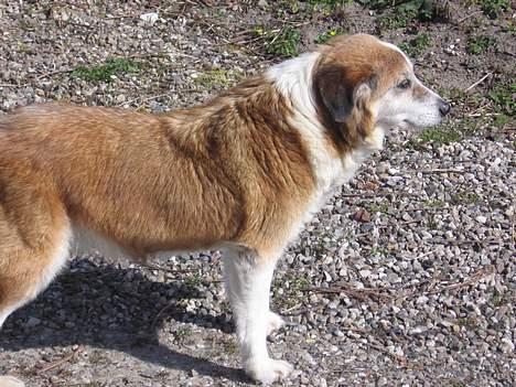 Blanding af racer Bobbi *død 27 April 07* - Den 15 April billede 14