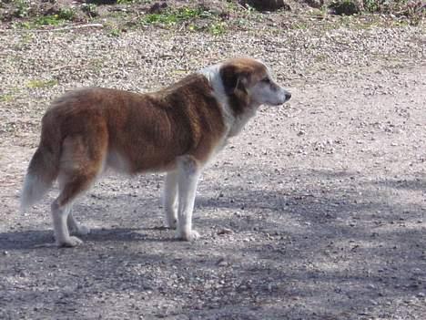 Blanding af racer Bobbi *død 27 April 07* - Den 15 April.. billede 15