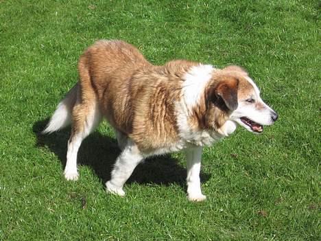 Blanding af racer Bobbi *død 27 April 07* billede 16