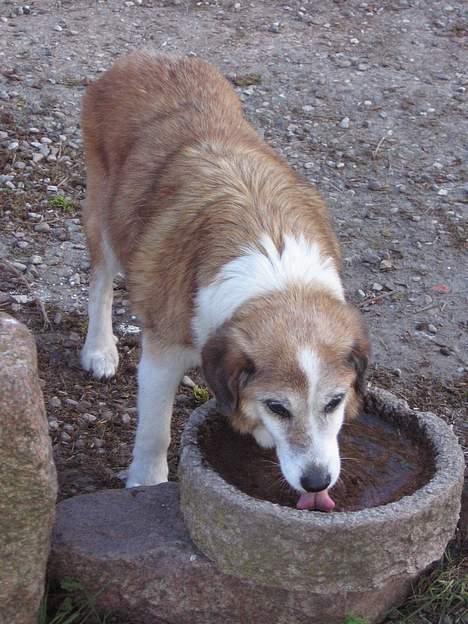 Blanding af racer Bobbi *død 27 April 07* billede 17