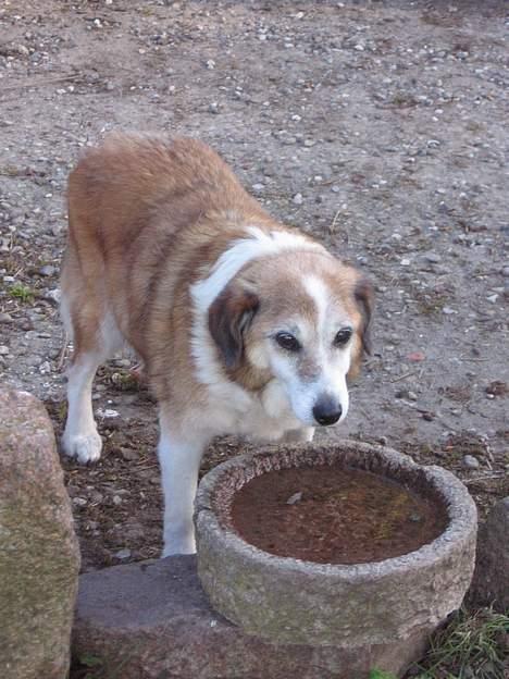 Blanding af racer Bobbi *død 27 April 07* billede 18