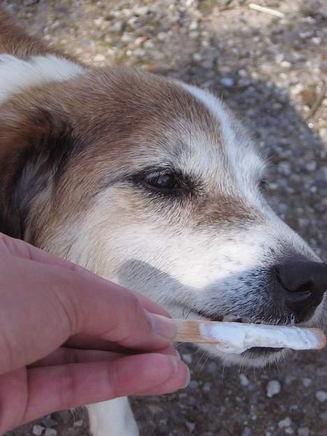 Blanding af racer Bobbi *død 27 April 07* - Min lille skat får lige lidt is... billede 19