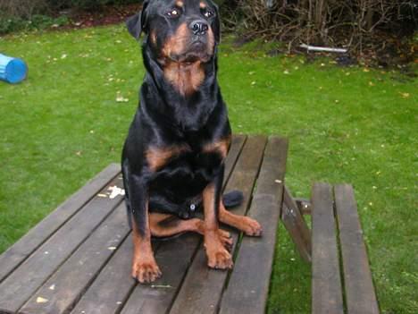 Rottweiler Maximilius billede 1