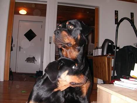 Rottweiler Maximilius billede 2
