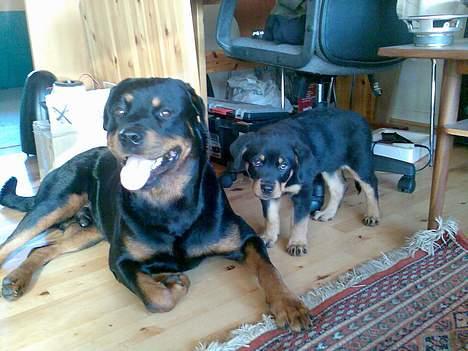 Rottweiler Maximilius billede 3