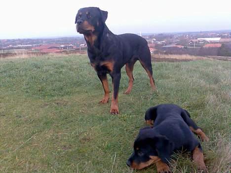 Rottweiler Maximilius billede 4