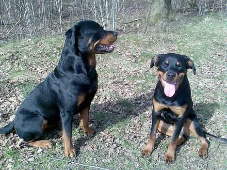 Rottweiler Maximilius billede 5